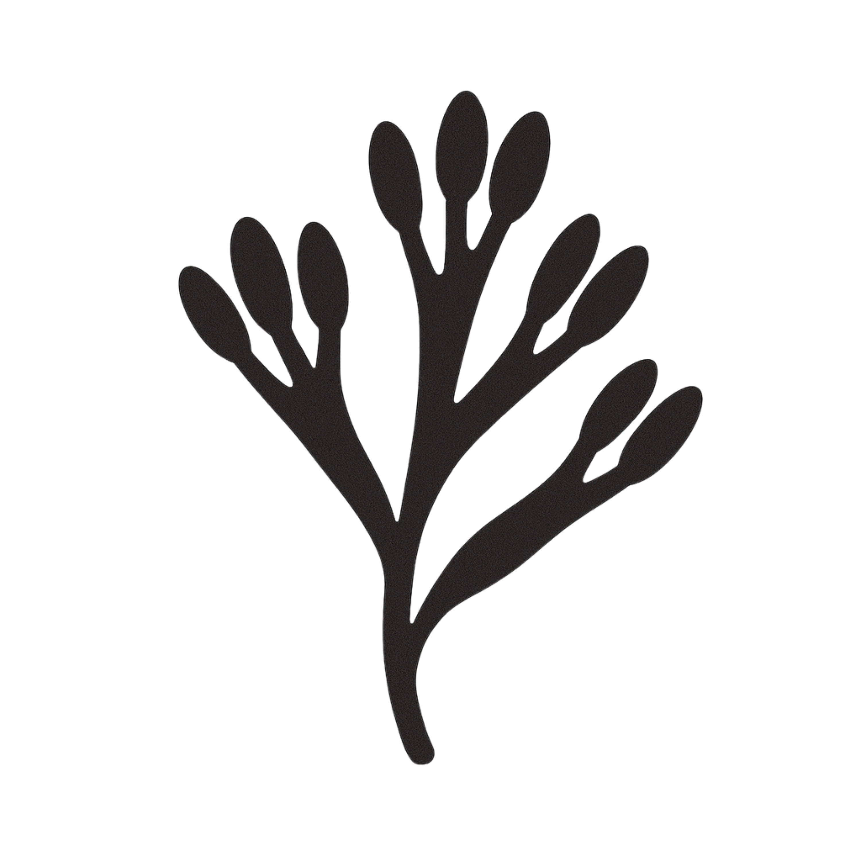 <h3><strong>Bladderwrack</strong></h3>