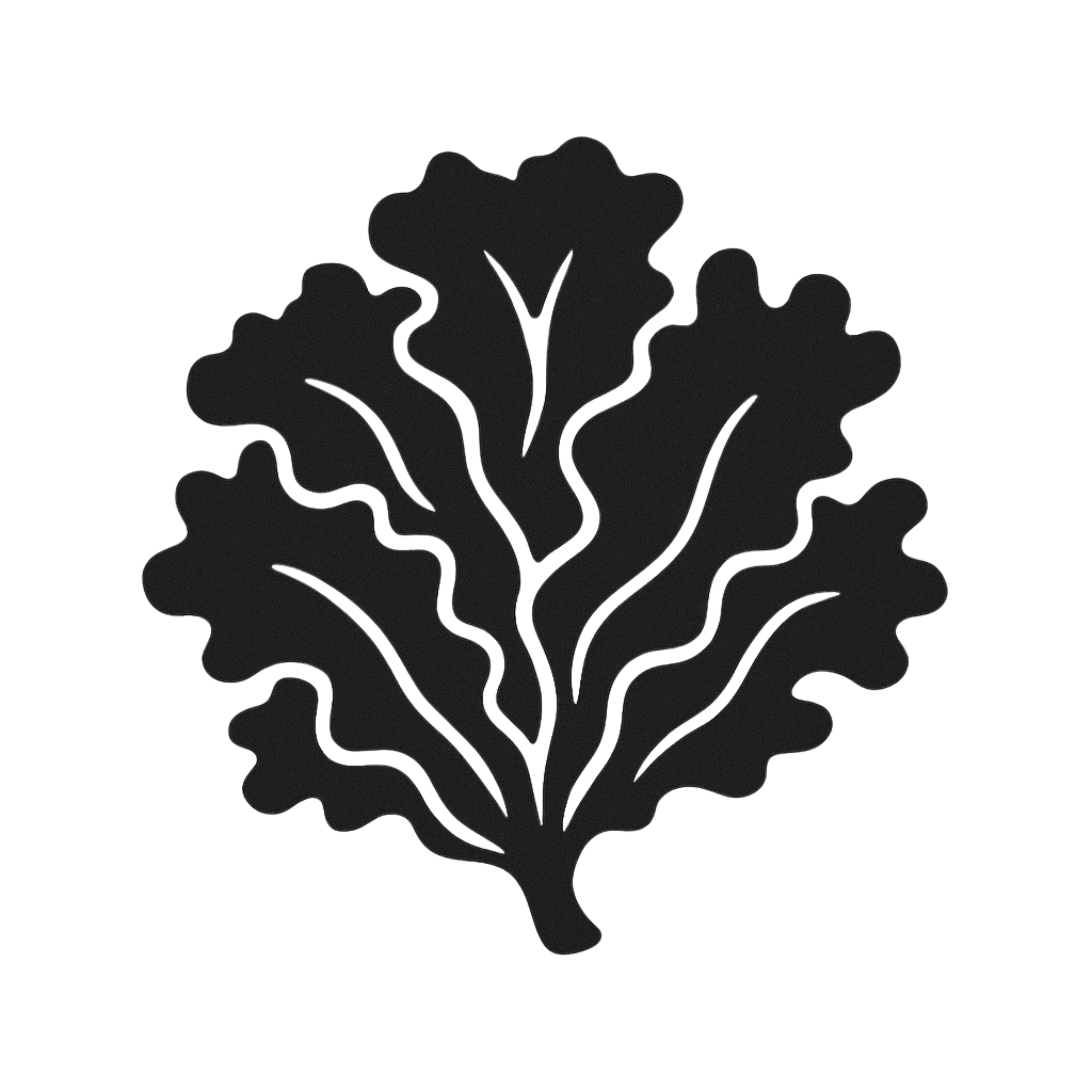 <h3><strong>Sea Lettuce</strong></h3>